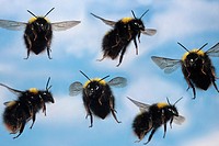 Bumblebees in flight.