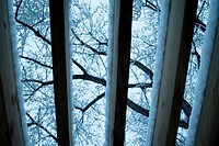 View of tree branches on a snowy day seen through the roof of a pergola