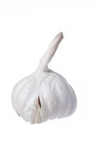 One garlic on white background  Focus on Stalk