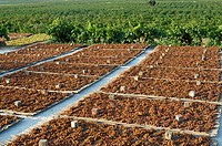 Moscatel grapes drying at sun on drying shed, Lliber, Alicante, Spain