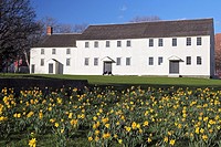 Daffodils in front of Great Friends Meeting House built 1699  Newport, Rhode Island