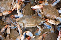 Washington DC, USA, blue crabs from the Chesapeake at the Maine Avenue Fish Market.