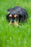 English cocker spaniel puppy hiding in the grass