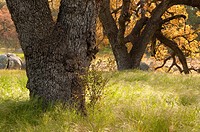 Oak along Oak Tree Trail, Santa Rosa Plateau Ecological Preserve, California