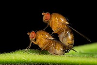 Fruit flies mating. Image taken at Kampung Skudup, Sarawak, Malaysia.