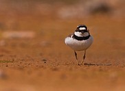 Little ringed Plover Charadrius walking  Athens, Greece