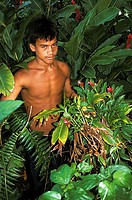 Ponapean gathering plants from the jungle, Pohnpei Ponape, Federated States of Micronesia