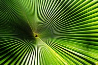 Patterns of palm frond, Sabah, East Malaysia
