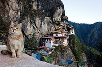 A cat in a mirador on the way to the Taktsang Monastery Tiger´s Nest, Paro Valley, Bhutan, Asia.