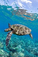 Green sea turtle at Lahaina, Maui, Hawaii