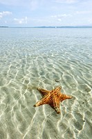 Orange sea stars at Starfish beach on Isla Colon, Bocas del Toro, Panama