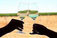 Bodega taste room and cups of verdejo wine in Rueda, Castile and León, Spain