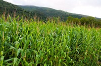Maize plants. Barcena Mayor, Cantabria province, Spain.