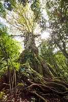 Dense jungle in the Chiriqui Highlands, northern Panama