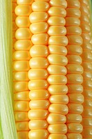 Corn, close-up