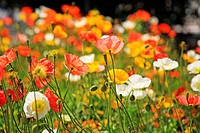 Poppy flowers, Italy, Alto Adige, South Tyrol, Meran