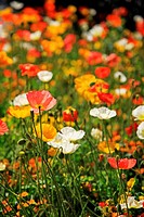 Poppy flowers, Italy, Alto Adige, South Tyrol, Meran