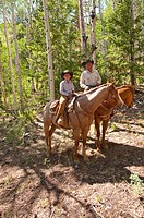 USA, Utah, horseback ride in Escalante with wranglers Jamie Barnson and Cash Barnson through ponderosa pine forest up steep trail to Aquarius Plateau ...