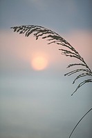 Sea oats at sunrise. Palm Beach, FL, USA.