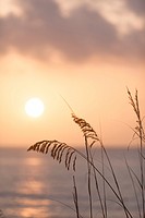 Sea oats at sunrise. Palm Beach, FL, USA.