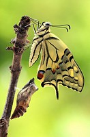 Newly hatched swallowtail butterfly Papilio machaon