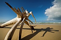 Driftwood monster  Seventy Five Mile Beach  Fraser Island, Great Sandy National Park, Queensland, Australia