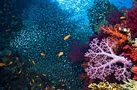 Coral reef scenery with soft corals Dendronephthya sp, and pygmy sweepers Parapriacanthus guentheri  Egypt, Red Sea