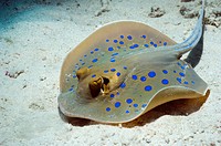 Bluespotted ribbontail ray Taeniura lymna searching for food on sandy bottom  Egypt, Red Sea