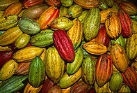 Cacao fruit pods in plantation in the eastern coast of Venezuela, probably the best cacao in the world