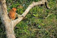 Proboscis Monkey Nasalis larvatus, Tanjung Puting National Park, Province Kalimantan, Borneo, Indonesia