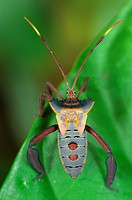 Leaf Footed Bug, Tanjung Puting National Park, Province Kalimantan, Borneo, Indonesia