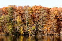 The shore wooded shore of lake Schlachtensee in Berlin, Germany with beautiful Fall foliage in landscape format