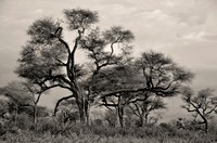Giant acacias, Senegal