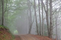 Misty Beech forest, Iberico mountain range, Rioja wine region, La Rioja, Spain, Europe
