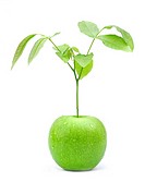 Green apple tree on white background