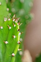 Opuntia cactus.