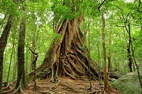 Ritigala Strict Nature Reserve Sri Lanka