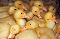 A brood of Muscovey Ducklings at a week old