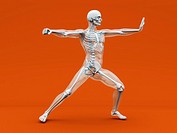 A medical visualisation of human anatomy  3D rendered Illustration