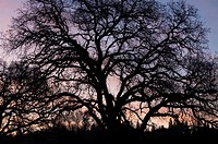 A bare-branched winter oak is silhouetted against the dawn sky