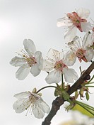 Cherry blossoms Prunus avium.
