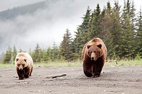 Family mother with cubs of grizzly brown bears - Ursus arctos -, Lake Clark National Park, Alaska, U S A