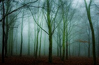trees in mist,kent,england,uk,europe
