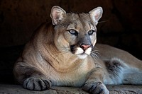 A Cougar, Puma concolor, peering from rock outcrop  Bergen County Zoo, Paramus, New Jersey, USA
