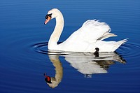 Mute Swan, Cygnus olor, with reflection in blue water Richard DeKortev Park, Lyndhurst, NJ, USA