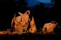 White Rhinoceros Ceratotherium simum  Endangered species  Near Threatened   A mother and calf lay down beside each other  Rhino poaching has been ramp...