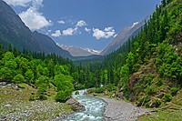Forest Scape in Bhaba Valley Kinnaur India