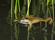 The Indian Skipper Frog or Skittering Frog ,Euphlyctis cyanophlyctis
