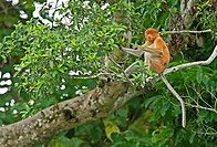 Nasalis larvatus ,Proboscis Monkey