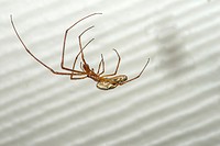 Long-jawed Orb Weaver Spider Tetragnatha elongata at Corolla, NC USA Outer Banks